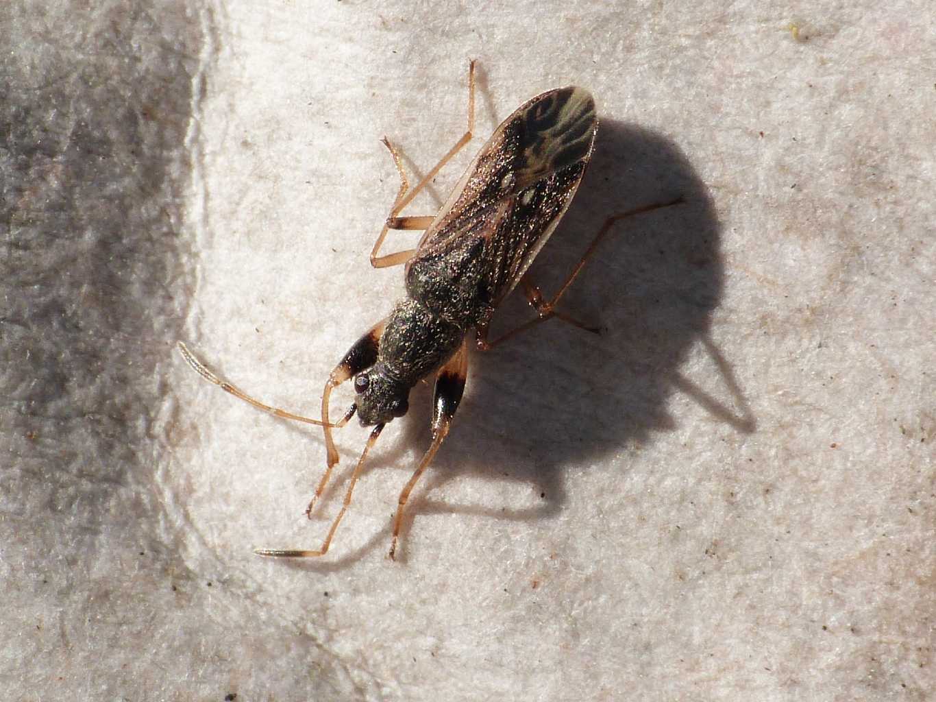 Lygaeidae: Paraparomius leptopoides del Lazio (Rm)